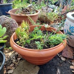 Pot Of Succulants Plants