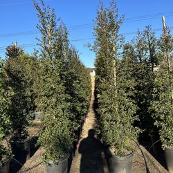 Eugenia Privacy Hedge