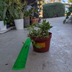 Echeveria succulent 1