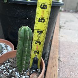 Trichocereous Pachanoi San Pedro
