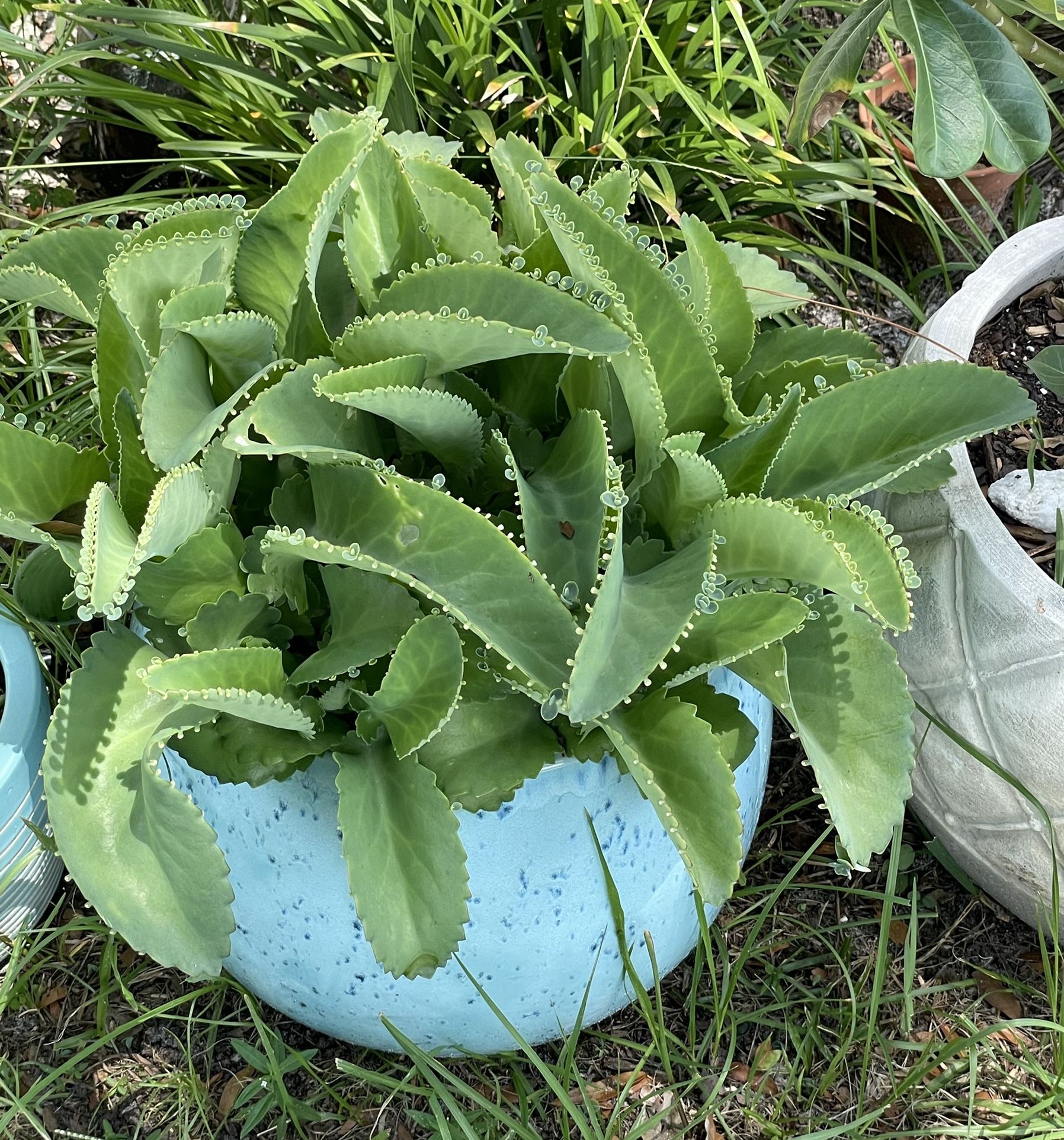 Mother of Thousands Succulent