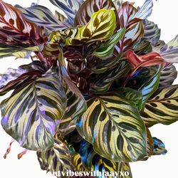 Large Peacock Calathea – Full 7.5” Prayer Plant 🌿