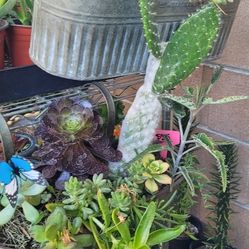 Metal Oval Planters With Assorted Succulents 