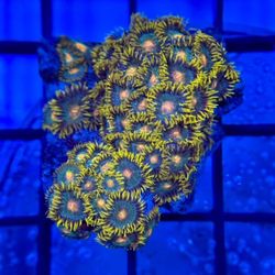 Fake Coral Decoration 