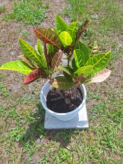 Potted Croton Petra (Codiaeum Variegatum Petra)