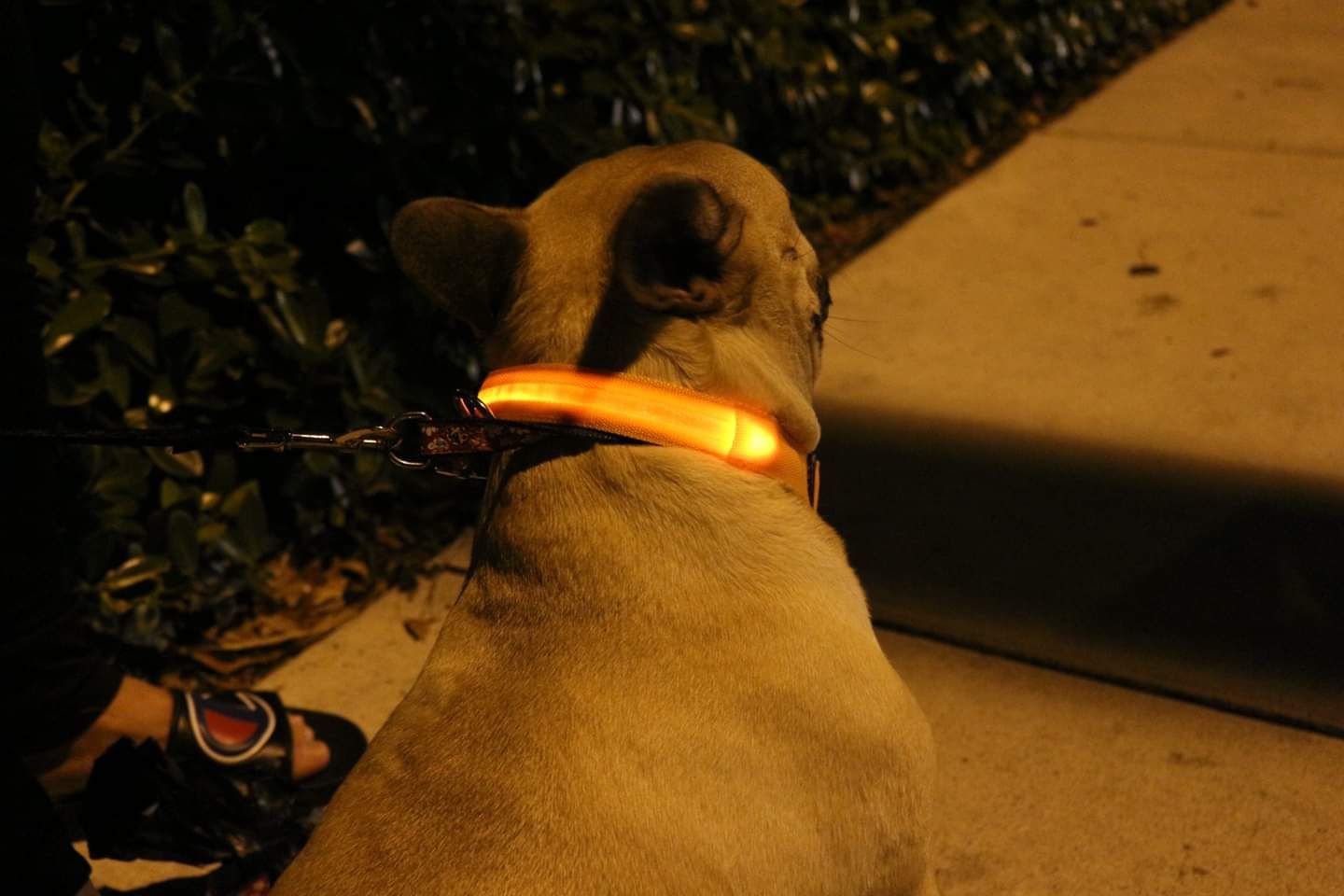 Red LED dog collar with light ball - small/medium
