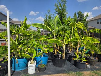 Banana Trees – Multiple Available