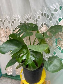 Beautiful Mosntera was $25.00 now $19.00
