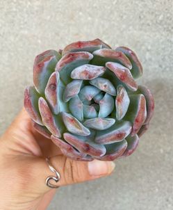 Echeveria Orange Monroe