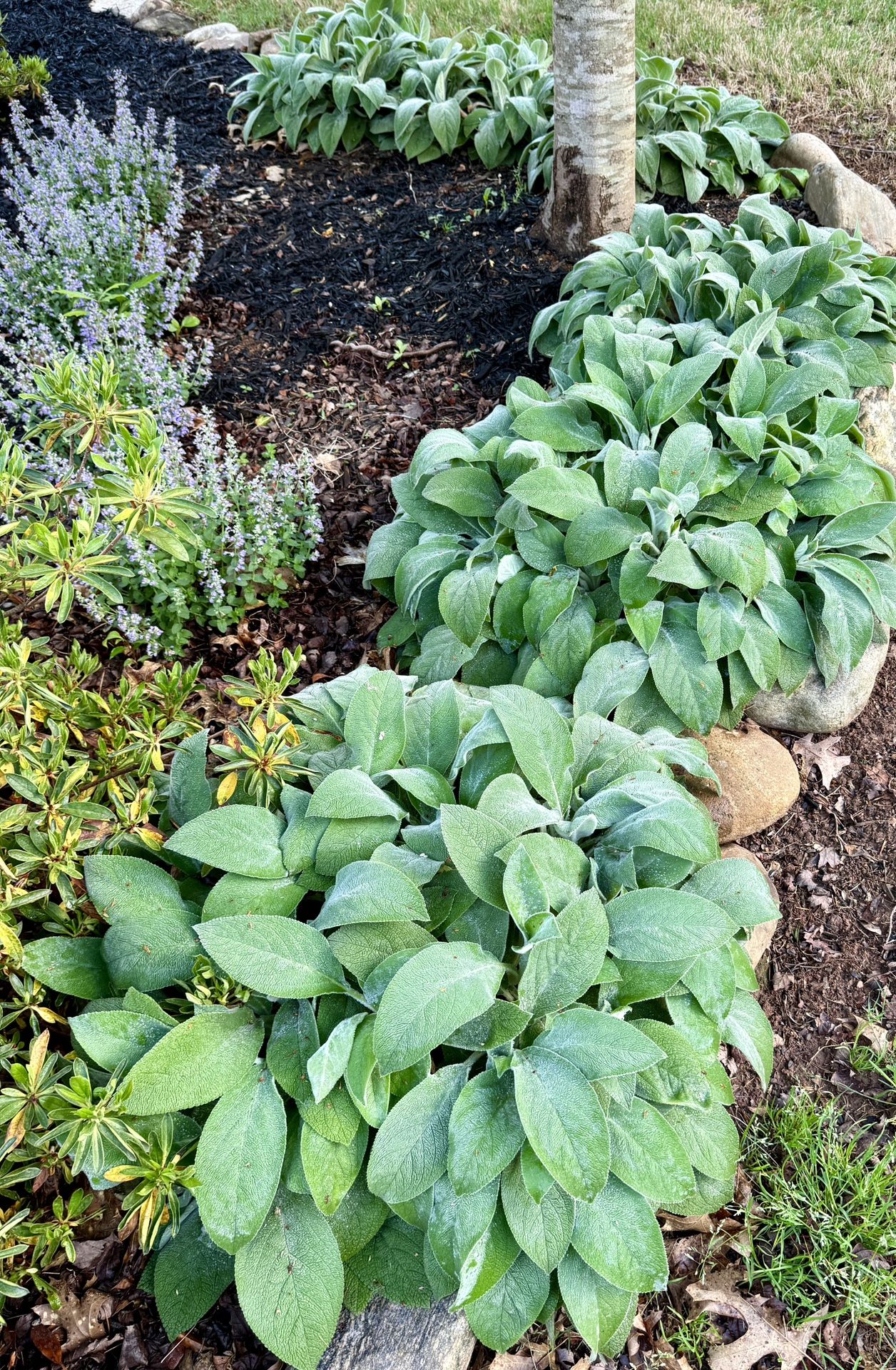 Beautiful and healthy Lamb Ear Plants