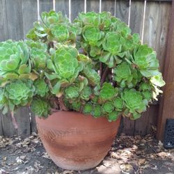 Large Mature Succulent