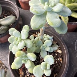 Plants for Sale! 