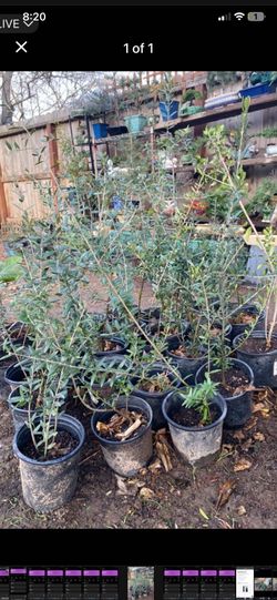 Olive trees 1 1/2 ft tall  $15 each