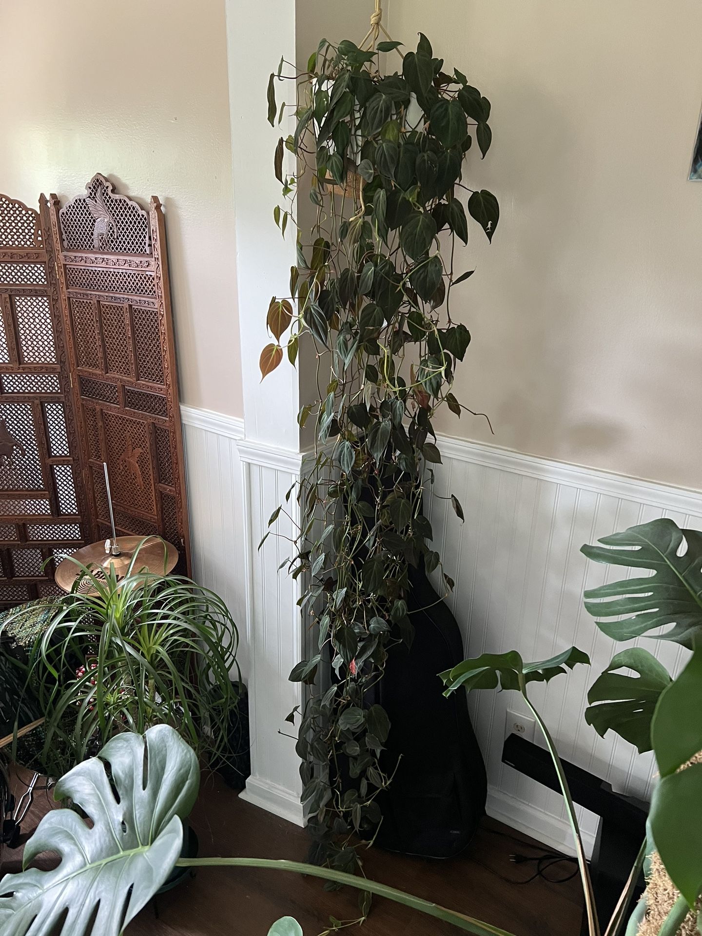 Philodendron Micans
