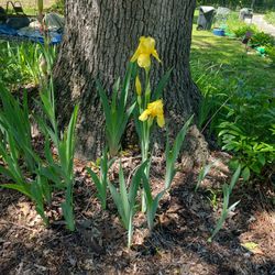 Yellow Iris Live Plant