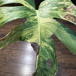 Variegated Monstera Aurea With Great Stem Variegation & Long Aerial Root