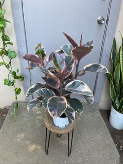 Ficus Elastica Ruby Rubber Plant 6” Pot