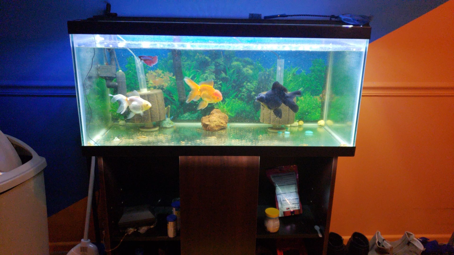 45gal Aquarium.