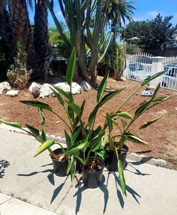 Bird of paradise