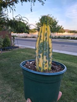 Variegated San Pedro Cactus $48