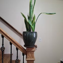 sansevieria They ar also highly-sought after for their air-purifying properties