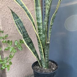 HERMOSAS PLANTAS NATURALES “LENGUA DE SUEGRA OR SNAKE PLANT “
