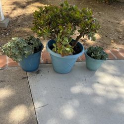 Three blue potted plants