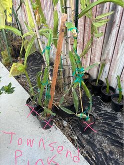 TOWNSEND PINK dragonfruit plants around 2 to 3ft