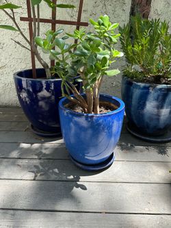 Blue ceramic Outdoor Planter with Jade Plant