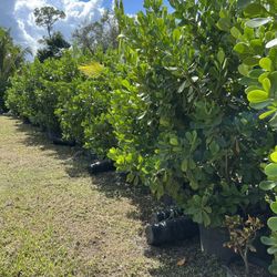 Large & Small Clusia Plants