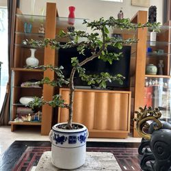 Fukien Tea Bonsai