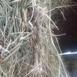 Bermuda hay 