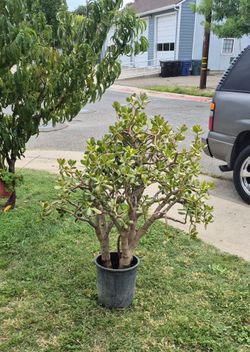 Jade plant