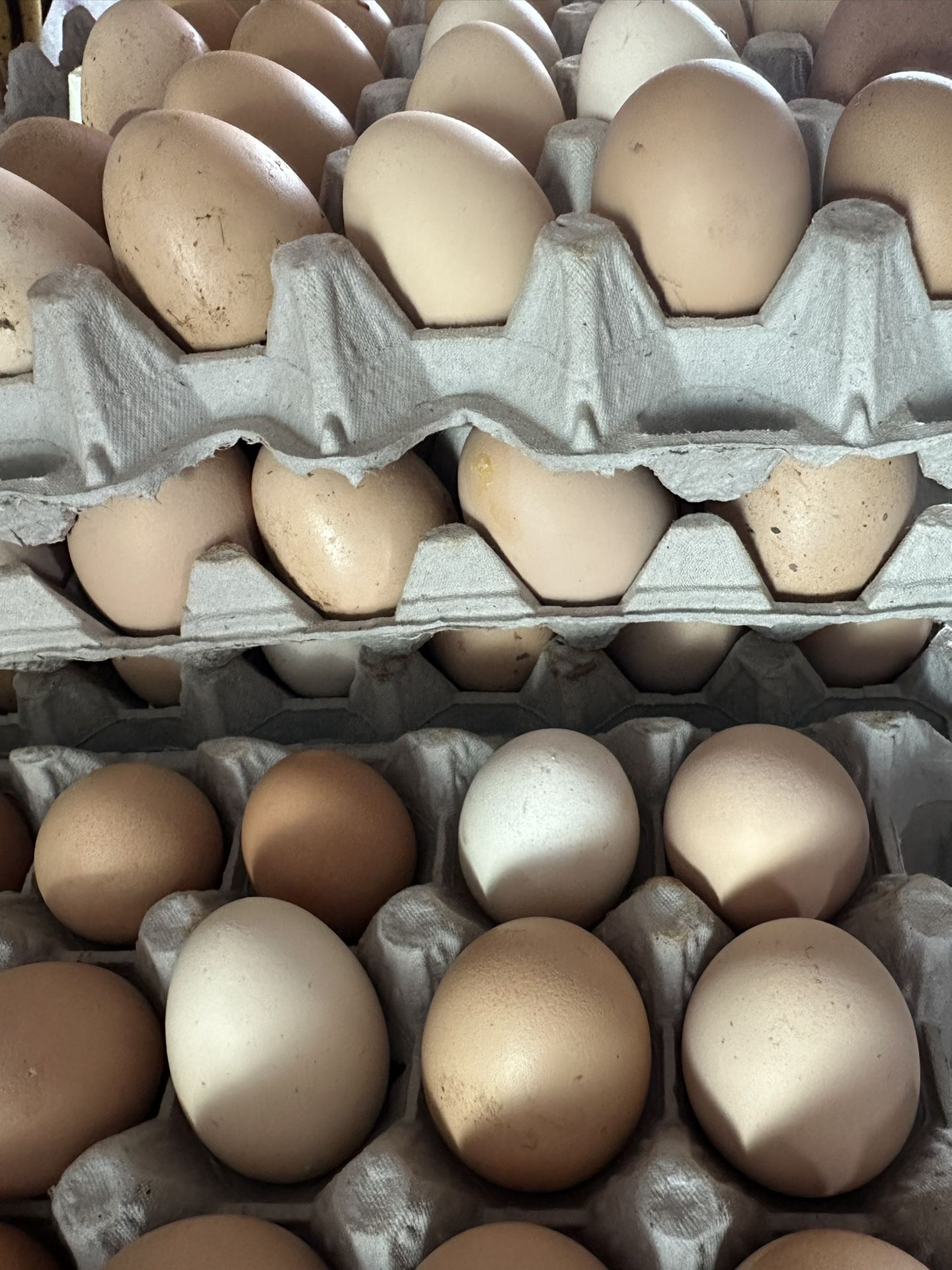 Fresh Eggs / huevos frescos / Flan Cake 