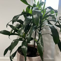 Corn Plant & Glass Planter 