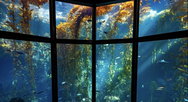 Monterey bay aquarium tickets
