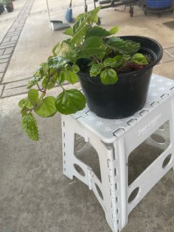 Millionaire plant