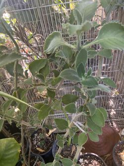 Oregano Cuvano
