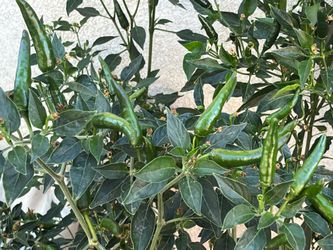 Plantas de chiles  negro.