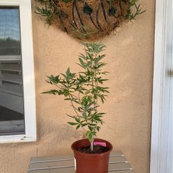 Purple Vitex Tree  Santa Teresa  