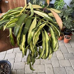 Hoya Wayetii 'Variegata'