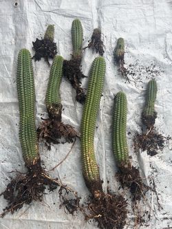 9 cactus
