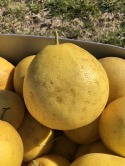 Fresh picked pummelos .50 cents each these run 1.50 each at Trader Joe’s