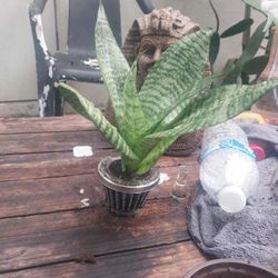 Plants For Sale 