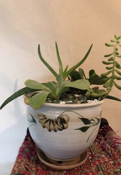 Potted succulents