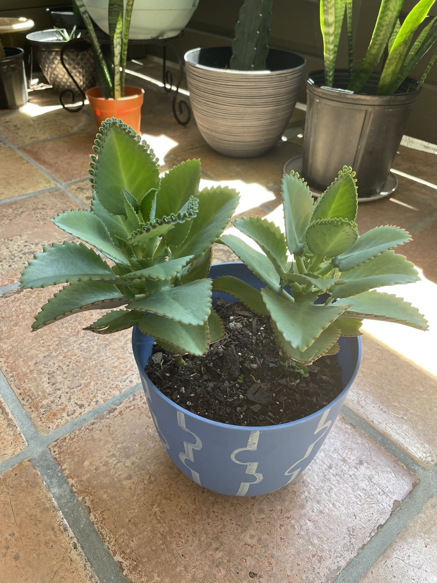 Succulent Plant