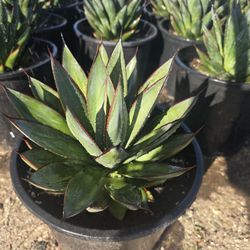 Blue Glow AGAVE 