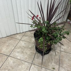 Plant with the base only the base was $19 from Lowe’s