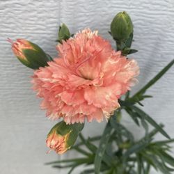Carnation Blooming Outdoor Plant, In 6 Inch Pot Pick Up Only