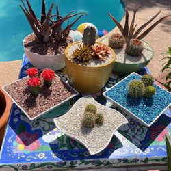 Succulents In Glazed Pots